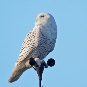 Snowy Owl
